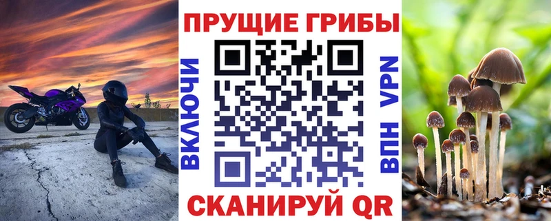 Псилоцибиновые грибы Psilocybe  Купить закладки  Сковородино 